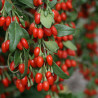 Baga de Goji N1 ( Lycium Barbarum)