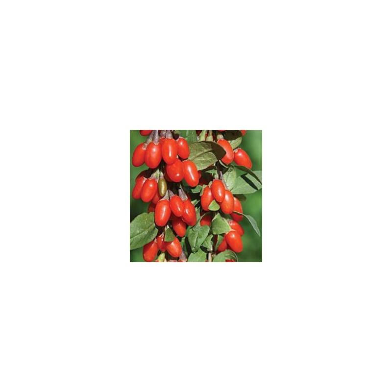 Baga de Goji Doce Lifeberry ( Lycium Barbarum)