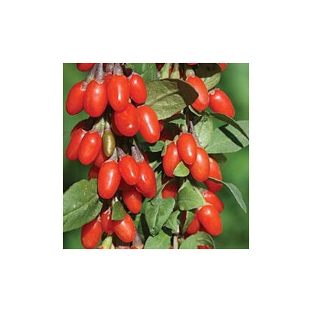 Baga de Goji Doce Lifeberry ( Lycium Barbarum)