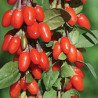 Baga de Goji Doce Lifeberry ( Lycium Barbarum)