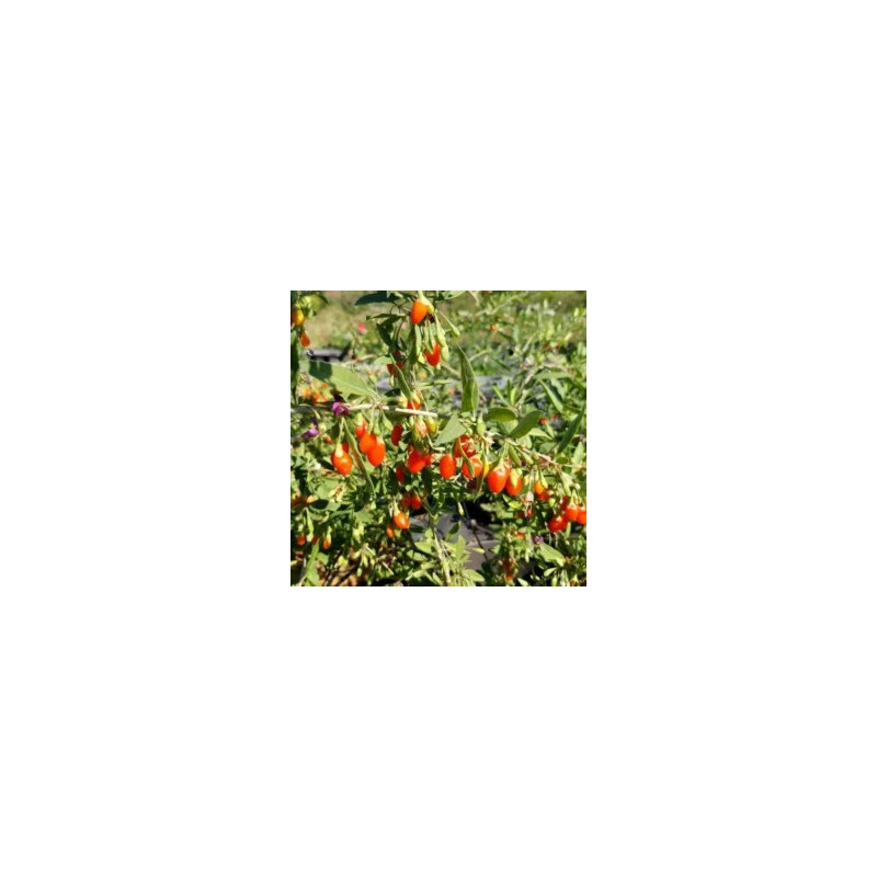Baga de Goji XXL ( Lycium Barbarum)
