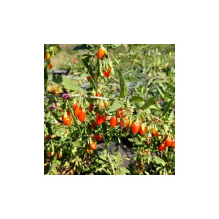 Baga de Goji XXL ( Lycium Barbarum)