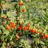 Baga de Goji XXL ( Lycium Barbarum)