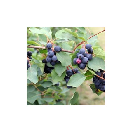 Amelanchier Amela ( Amelanchier Alnifolia)