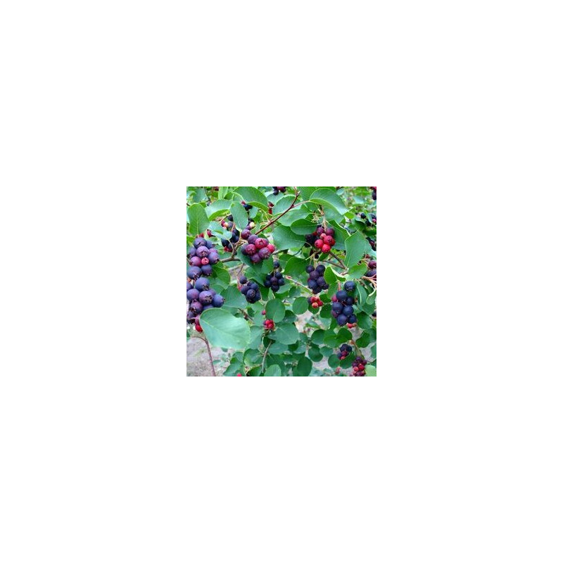 Amelanchier Madeira de Mel ( Amelanchier Alnifolia)