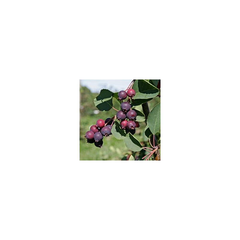 Amelanchier Mandam ( Amelanchier Alnifolia)