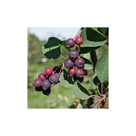 Amelanchier Mandam ( Amelanchier Alnifolia)