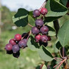 Amelanchier Mandam ( Amelanchier Alnifolia)
