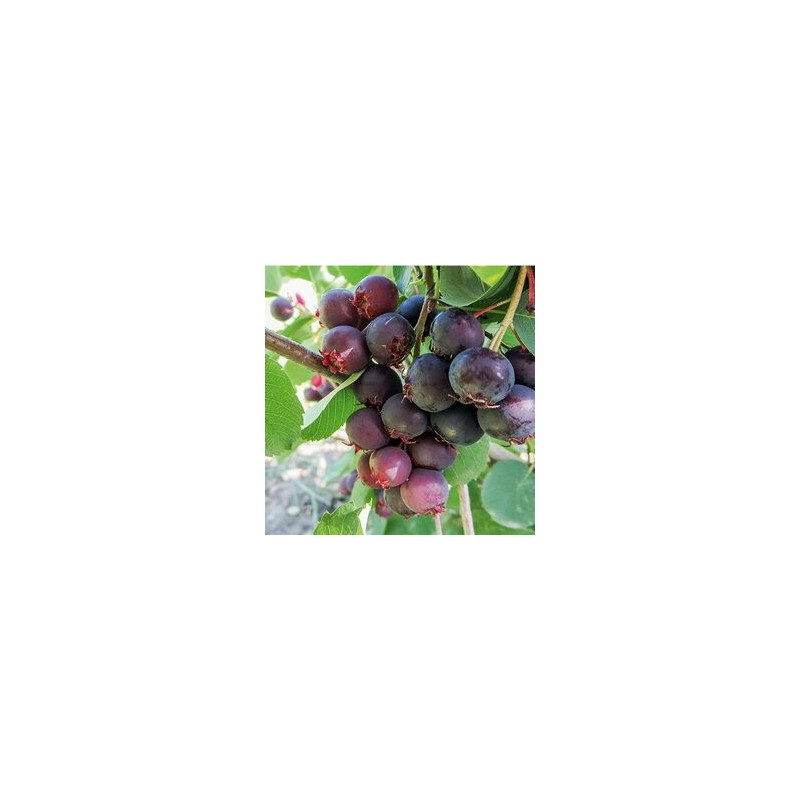 Amelanchier Martin ( Amelanchier Alnifolia)