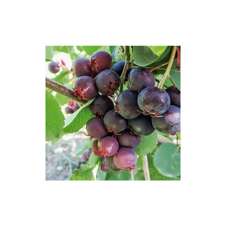 Amelanchier Martin ( Amelanchier Alnifolia)