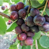 Amelanchier Martin ( Amelanchier Alnifolia)