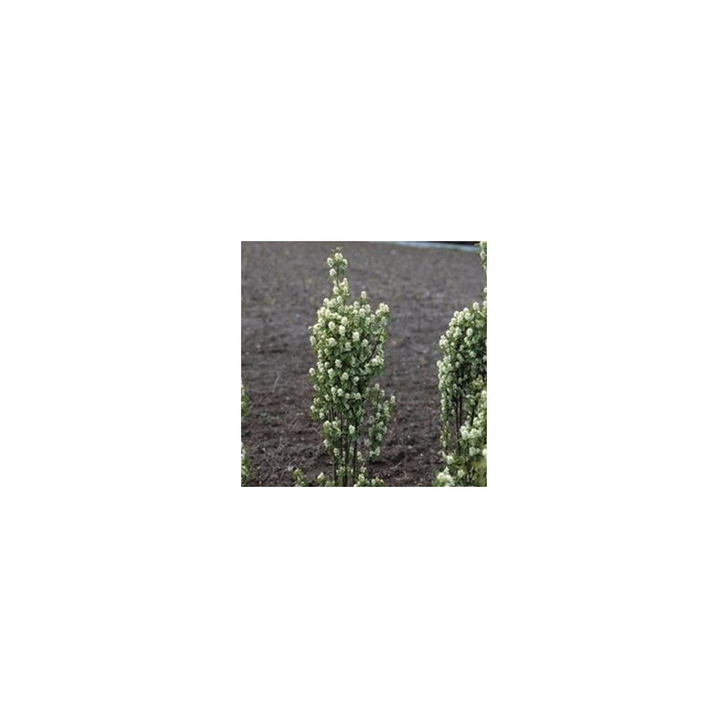 Amelanchier Obelisco ( Amelanchier Alnifolia)
