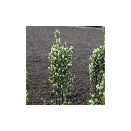 Amelanchier Obelisco ( Amelanchier Alnifolia)