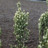 Amelanchier Obelisco ( Amelanchier Alnifolia)