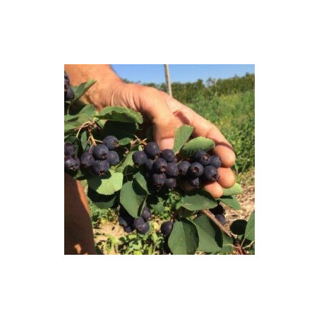 Amelanchier Sleyt ( Amelanchier Alnifolia)