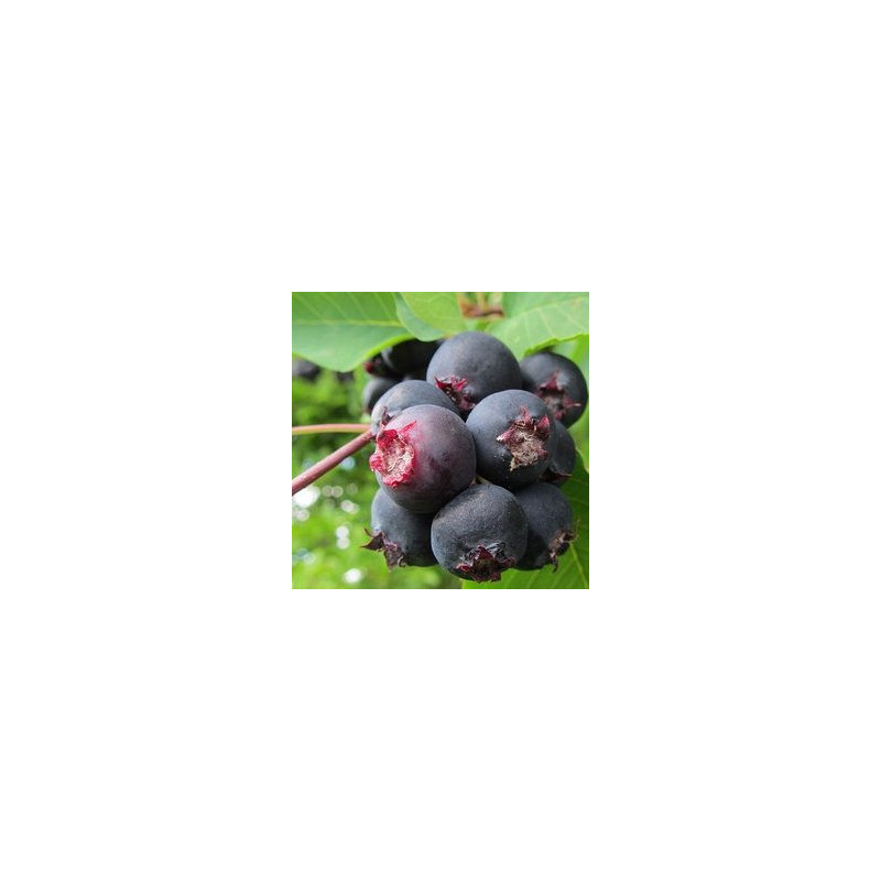 Amelanchier Smoky ( Amelanchier Alnifolia)