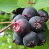 Amelanchier Smoky ( Amelanchier Alnifolia)