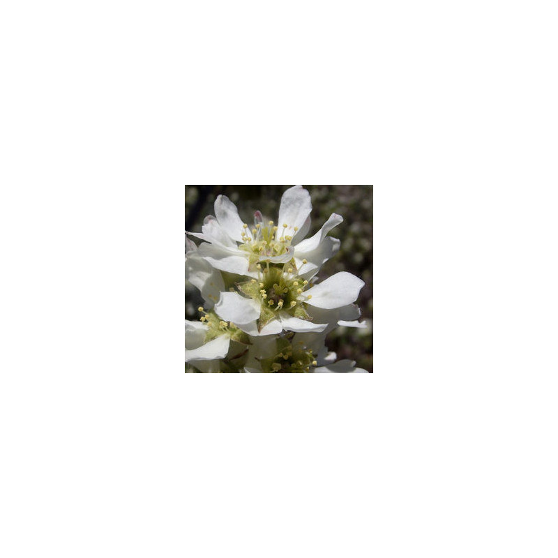 Amelanchier Thiessen ( Amelanchier Alnifolia)