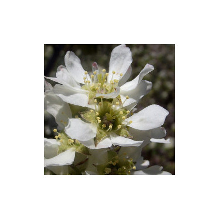 Amelanchier Thiessen ( Amelanchier Alnifolia)