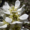 Amelanchier Thiessen ( Amelanchier Alnifolia)