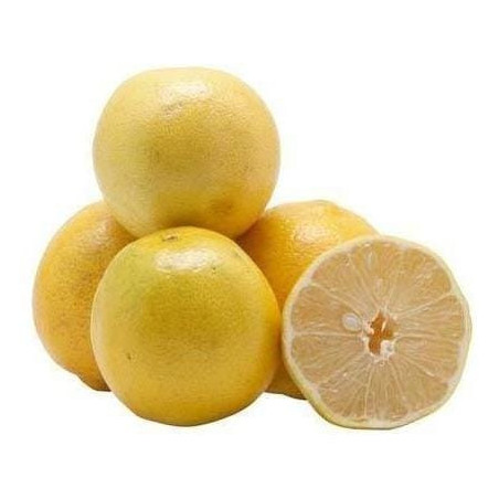 Laranja Branca ( Citrus Sinensis)