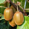 Kiwi Solissimo Renact Auto-Fértil ( Actinidia Deliciosa)