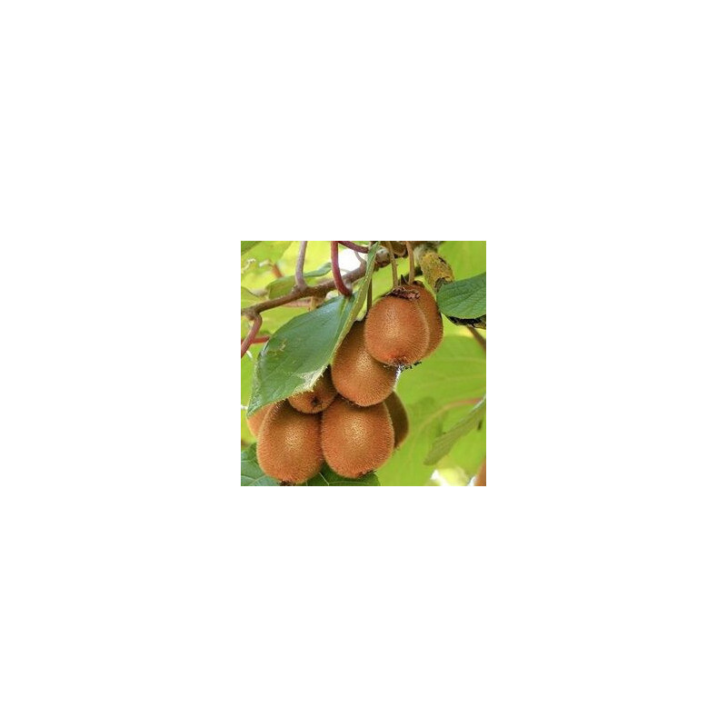 Kiwi Solo Auto-Fértil ( Actinidia Deliciosa)