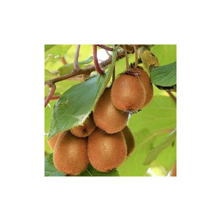 Kiwi Solo Auto-Fértil ( Actinidia Deliciosa)