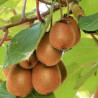 Kiwi Solo Auto-Fértil ( Actinidia Deliciosa)