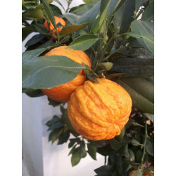 Laranja Bizzaria (Citrus canaliculata)