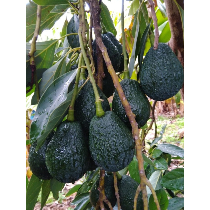 Abacate EL LAMB-HASS em Duke7