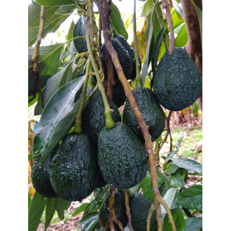 Abacate EL LAMB-HASS em Duke7