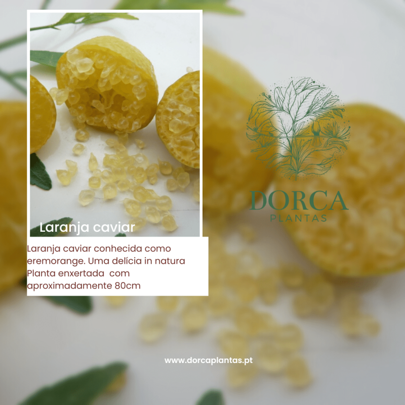 Laranja Caviar ( Eremocitrus Glauca X Citrus Sinensis)