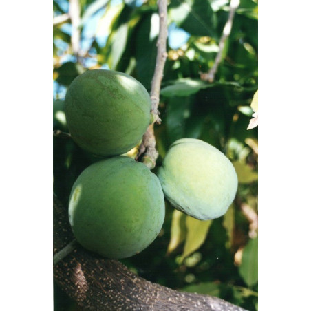 Sapote Branco Enxertado