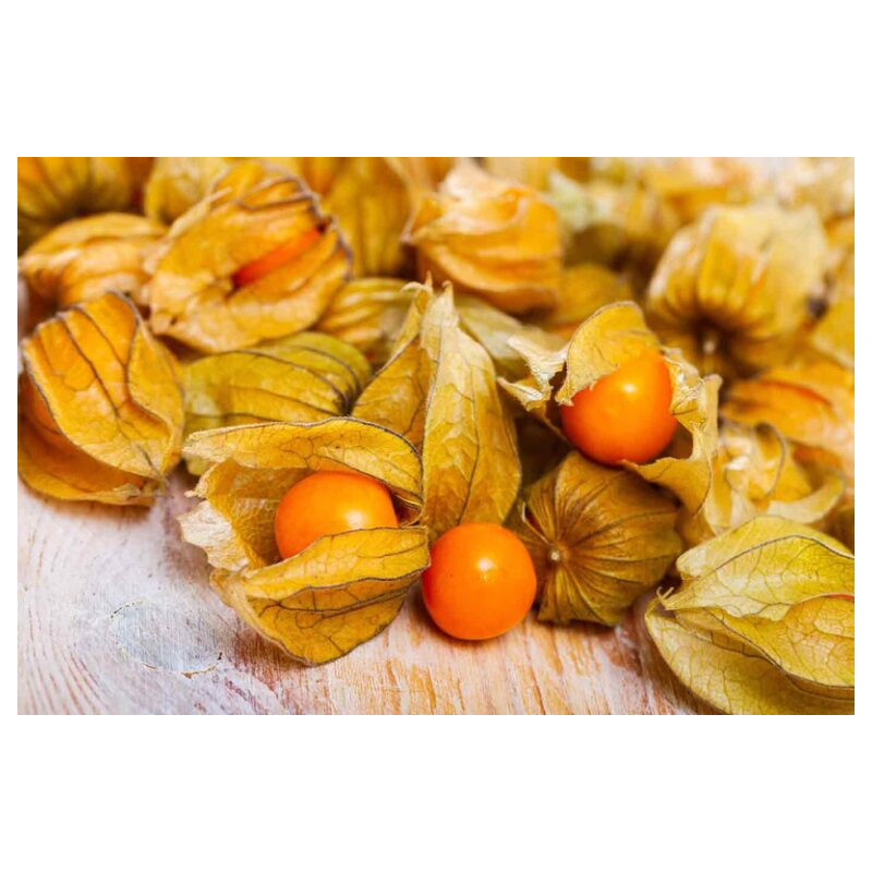 Physalis Amarelo