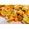 Physalis Amarelo