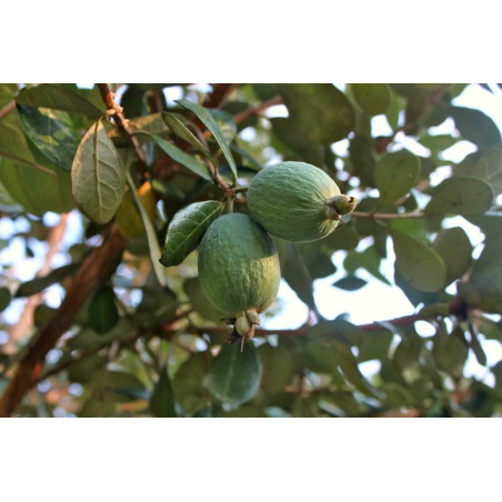 Feijoa