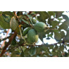Feijoa