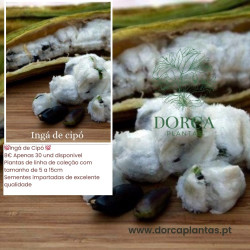 Ingá ( Planta do Algodão Doce)