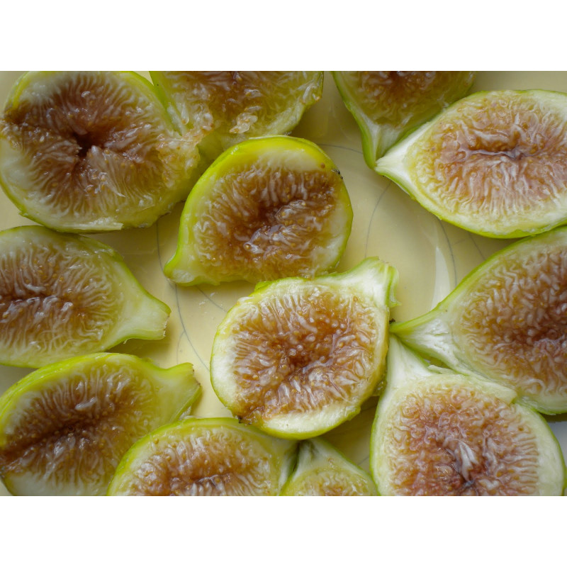 Figueira Moscatel Branco