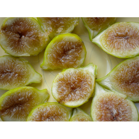 Figueira Moscatel Branco