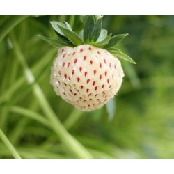 Morango Branco Anablanca