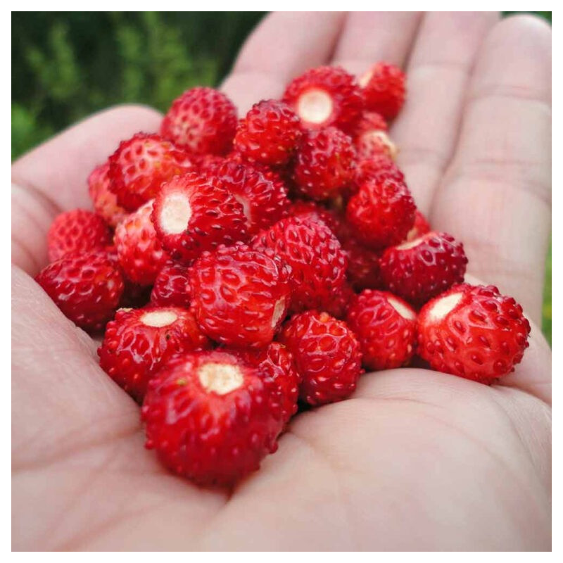 Morango Silvestre Improved Rugen