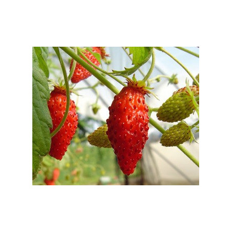 Morango Silvestre Rainha dos Vales 12 und.