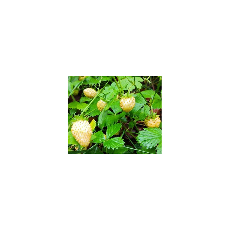 Morango Yellow Wonder