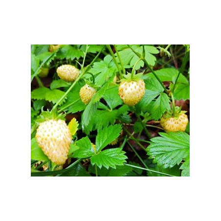 Morango Yellow Wonder