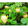 Morango Yellow Wonder