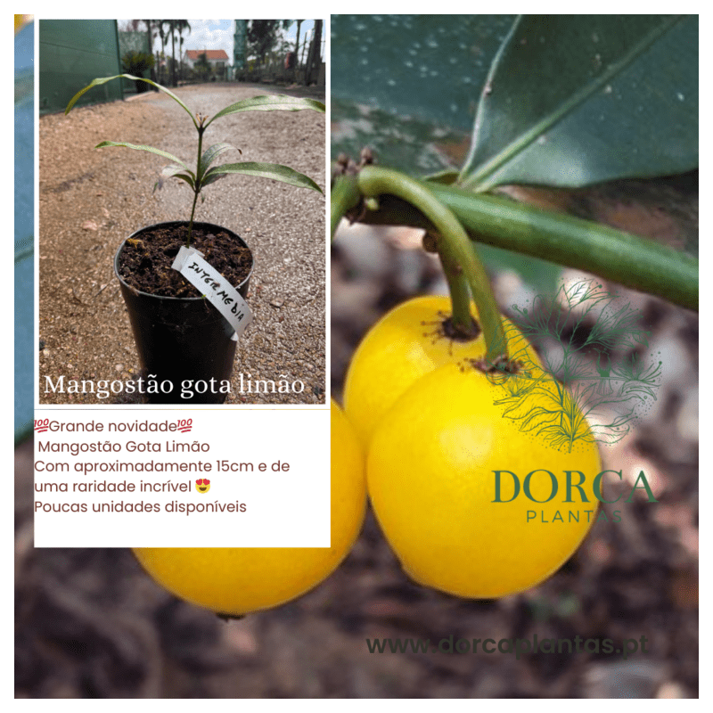 Mangostão Gota de Limão