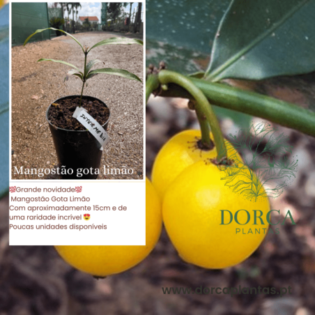 Mangostão Gota de Limão