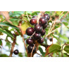 Jabuticaba Enxertada